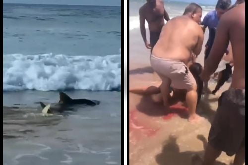 Video: ¡Terrible! Ataque de tiburones en playa de Brasil, deja tres lesionados